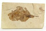 Fossil Leaf - France #254361-1